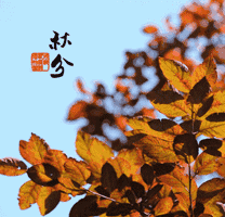 表情包表情动态凉凉