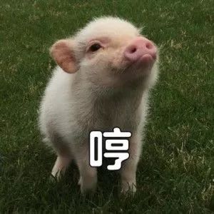逐渐肥胖表情包猪猪