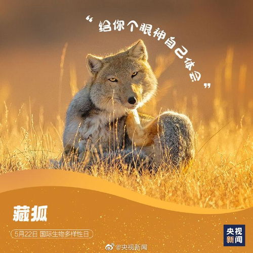 疯狂的动物表情包奇妙动物