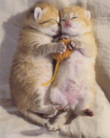 真的猫奴,绝不满足于养一只喵