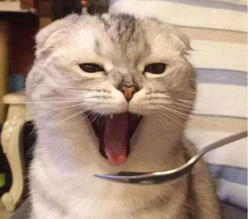 别再羡慕别家猫乖巧粘人了,知道这些你也可以......