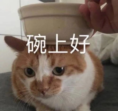 用着会上瘾的憨憨表情包