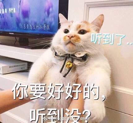 15岁的网红宠物鼻祖俊介走了,谢谢你留下的微笑