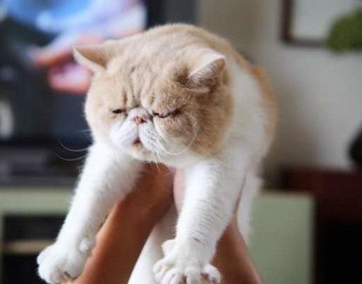 有的猫喜欢耍酷卖萌,还有的