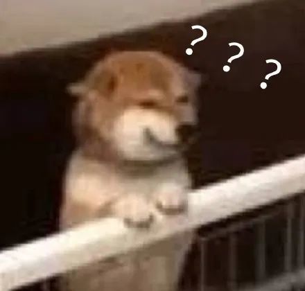 一只小马犬的千里回家路