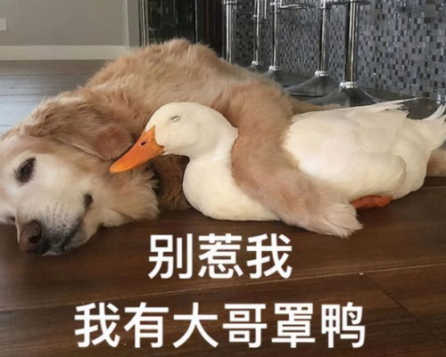 不得不说,在给狗狗取名这块,中国宠主真的把气质拿捏得死死的