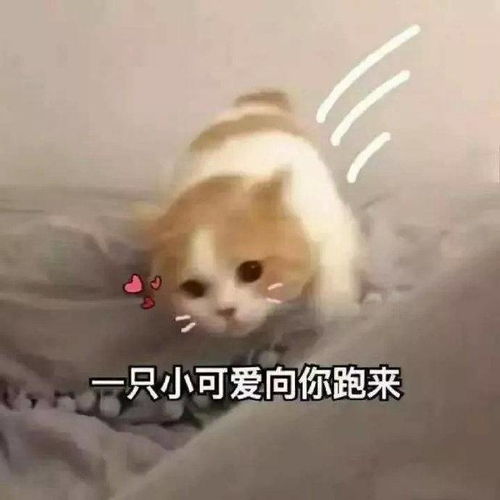 搞笑gif你这指挥术和谁学习的看着是真不错