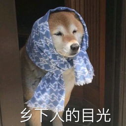 土味表情包,来咯