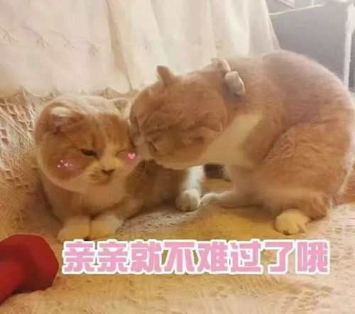 斗图必备表情包i太欺负人了