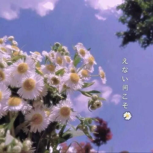 看了会伤感的语录有些感情是一场天花,得过之后,终身免疫