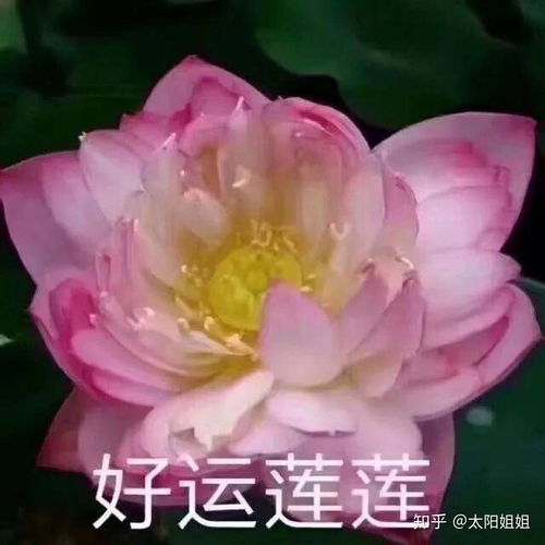 年轻女孩用荷花做头像
