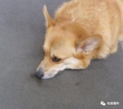 柯基凭什么有意思光靠小屁股,它就是万人迷