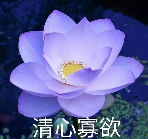 年轻人都在用的中老年头像
