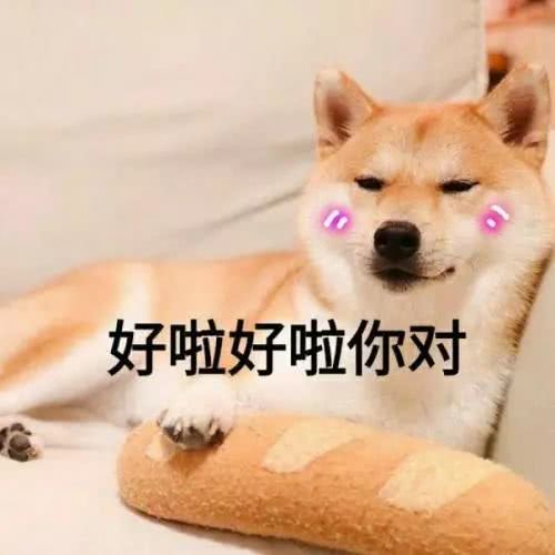 什么狗狗界也有高考毕业生啦
