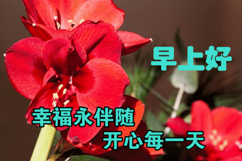 3月22日漂亮早上好动态表情包,最美鲜花早安动图美图祝福