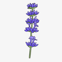 美容护肤植物薰衣草插画图片素材其他格式下载动漫人物大全