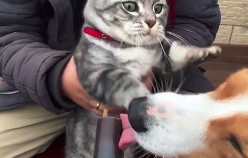 狗狗当着喵星人的面抢了它的零食,猫咪简直一脸生无可恋