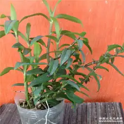 多苗铁皮石斛批发