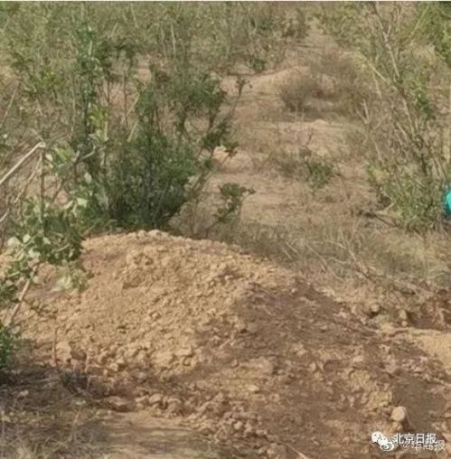 这是人干的事靖边县一男子活埋瘫痪母亲,老人目前病情稳定