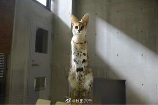 给大家分享下我这些年珍藏的各大动物园里的表情包宝贝,每一张的可看性都非常高
