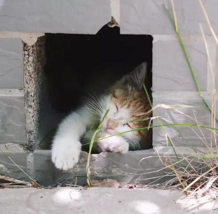 表情橘猫生活在一个小洞里,有人经过就撒娇卖萌,被它的表情萌翻了表情