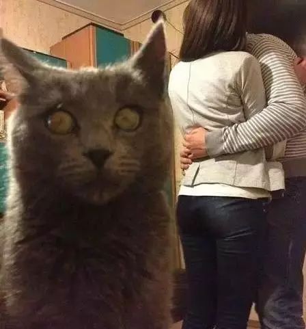 外国网友带女盆友回家,猫咪的表情怎么是这样的