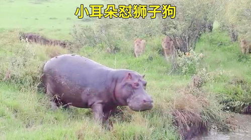 一群狮子来到河马的月亮湾洗浴中心说要泡澡,小耳朵却拒绝了它们