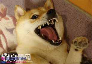 建国后不许成精什么梗为什么建国之后动物不能成精3