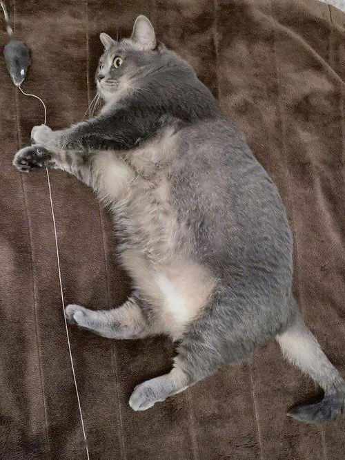 网友刚买了电热毯,猫咪第一次用,但它的表情像是发现了新世界