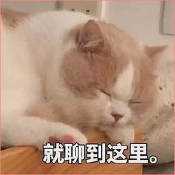 超可爱的猫咪表情包,萌到人血槽清空,快跟你喜欢的人用起来