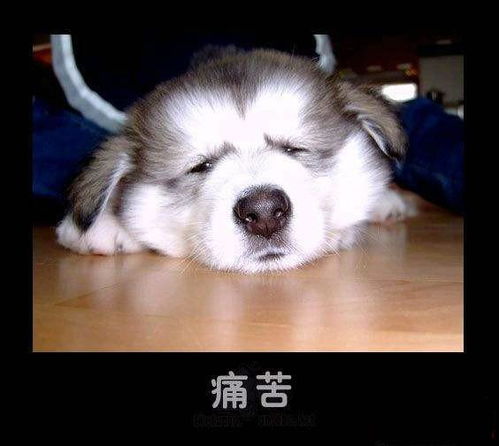 宠物活体消费市场陷阱,你知道多少