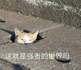 雷军疯了吗一个亿全面环绕屏,徒有噱头还是突破有佳