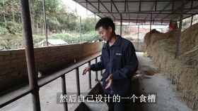 公鸡打架怎么办农村小伙为了减少伤亡,给公鸡戴上了眼镜