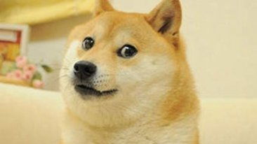 柴犬表情包全套柴犬doge表情包下载