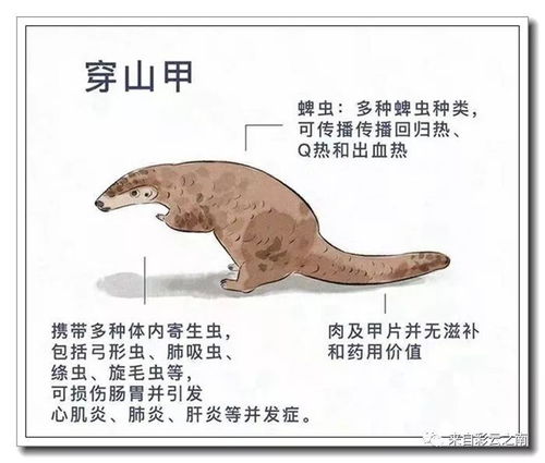 牢记医学专家的告诫,别吃野味