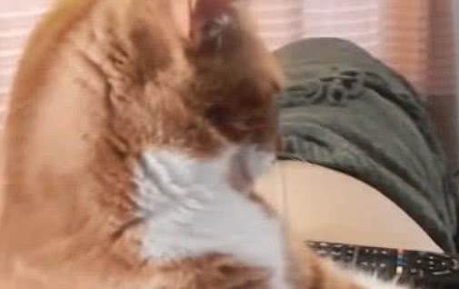 表情橘猫独自坐沙发看电视,镜头转到它正面后,主人表情跟谁学的表情