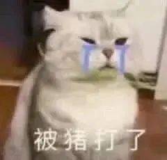 宝儿,你为什么不回我丨第129期喵表情