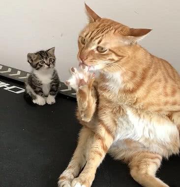 看橘猫奇葩姿势舔脚,一旁的猫崽瞬间石化
