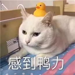 不敢相信90后老阿姨热衷收藏的表情包竟然是这类