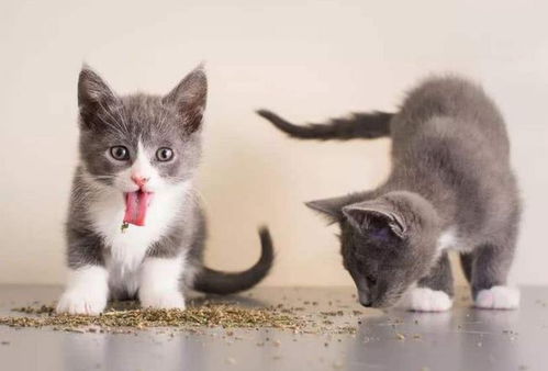 人对猫薄荷有反应吗猫薄荷可以放猫粮里吗