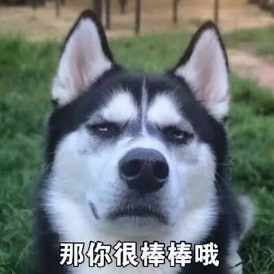 一大波二哈表情包,赶紧收好