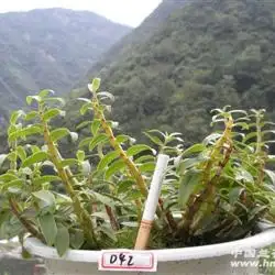 铁皮石斛大盆约60个头