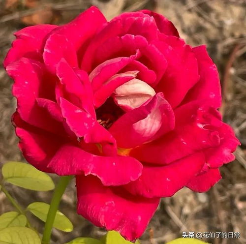 分享图片红花绿叶,摇曳生姿的月季花