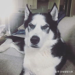 有哪些高冷又不失可爱的头像