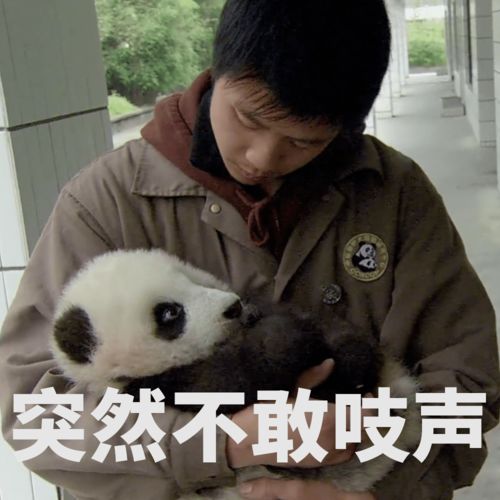 福利放送全套大熊猫表情包收好不谢
