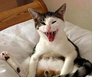 猫咪绝育后,主人亲亲都安慰不好,看到猫咪表情,主人差点笑喷