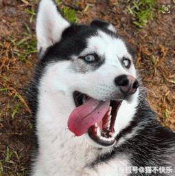 蠢萌二哈表情包天象