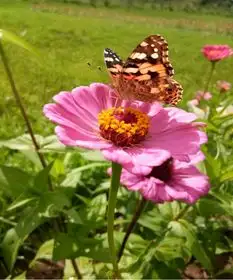 兴凯湖博物馆举办2019中俄兴凯湖世界人与生物圈保护区昆虫与花朵世界环保摄影展
