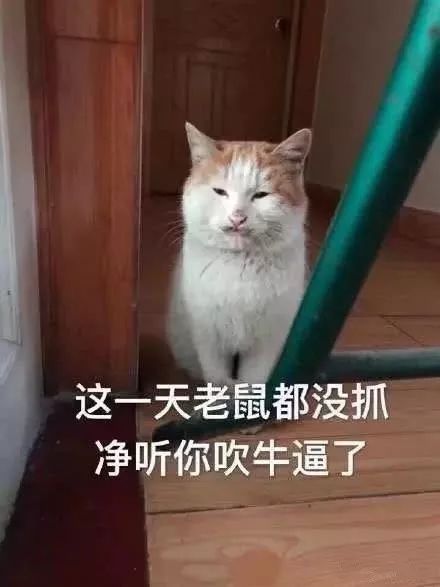 橘猫偷邻居家兔子,扯着耳朵怎么也拎不动大户人家伙食就是好