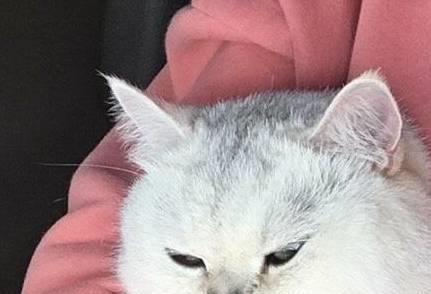 并不是所有猫都能吸动的,看到这些猫只想说小别致长得真东西嘿